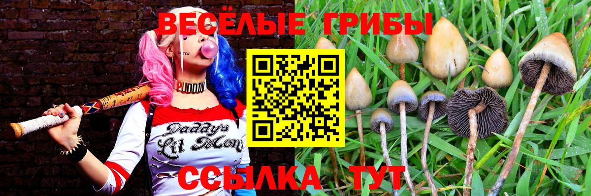 Псилоцибиновые грибы Psilocybe Боровичи